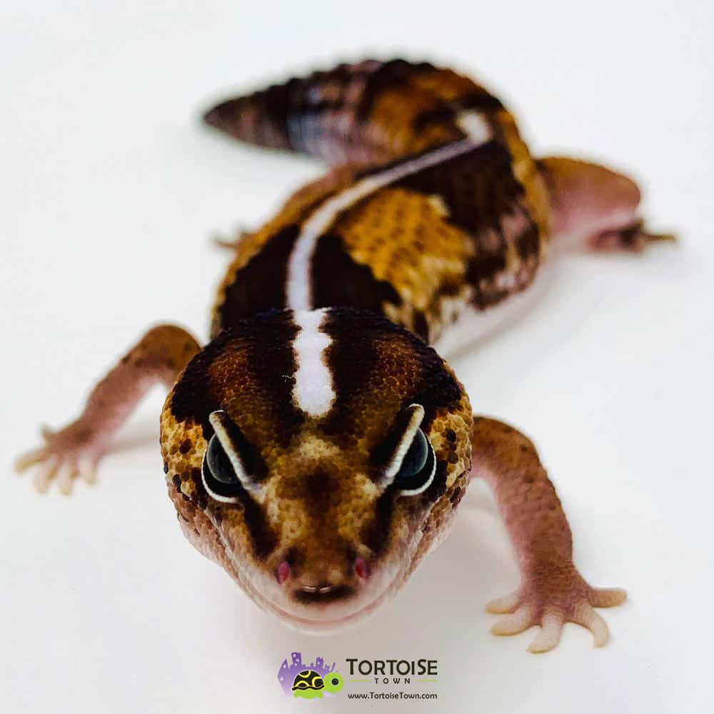Striped african fat tailed gecko for sale online baby african fat