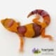 Tangerine fat tail gecko