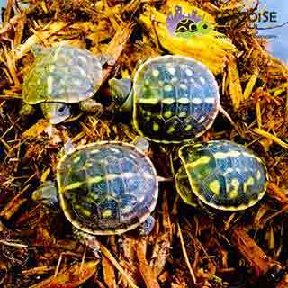 baby box turtles for sale