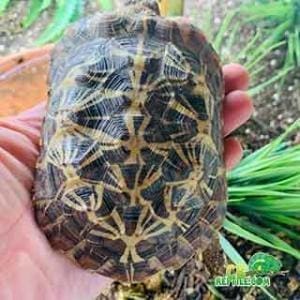 baby pancake tortoise sale