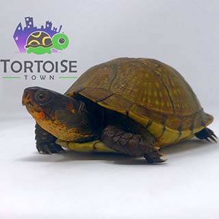 captive bred box turtle