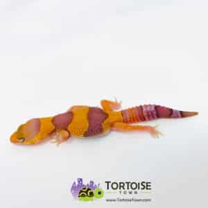 caramel tangerine fat tail gecko