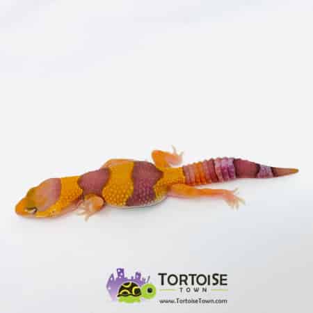 caramel tangerine fat tail gecko