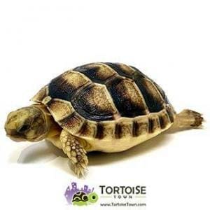 Marginated tortoise for sale