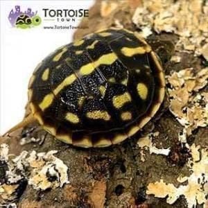 ornate box turtle for sale