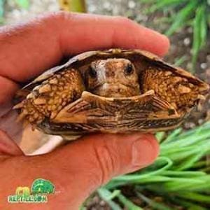 pancake tortoise forsale