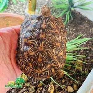 pancake tortoises for sale