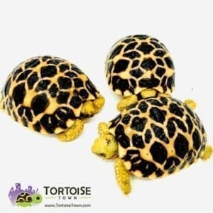 small species of tortoise for sale