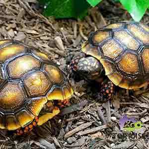 tortoise for sale online