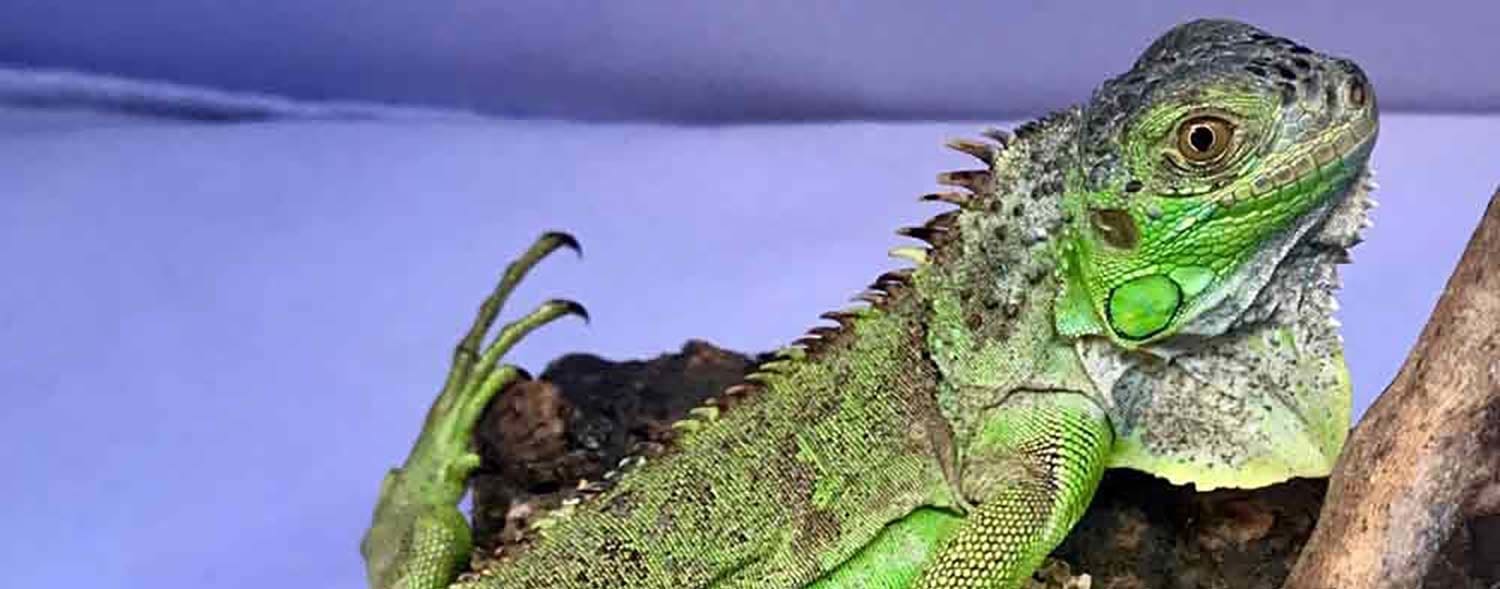 Best bedding for sales iguana