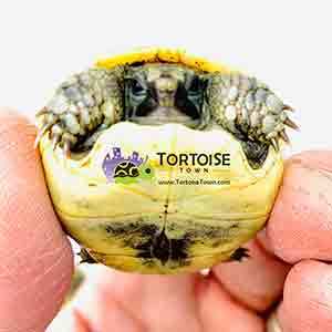 small tortoise for sale