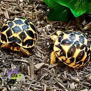 pet tortoises for sale