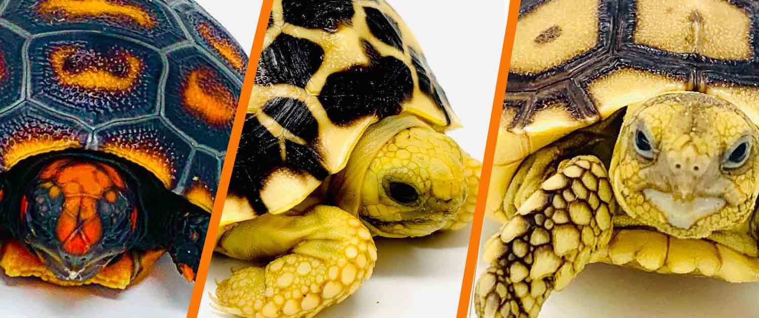 Tortoises for sale from Tortoise Town's 