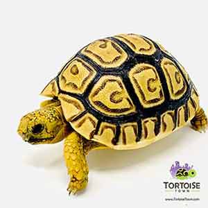 tortoise for sale