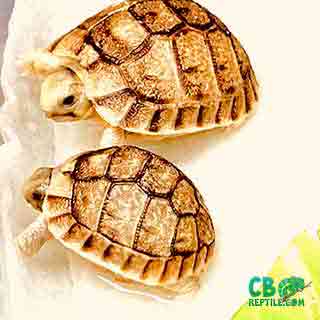 tortoise hatchlings for sale