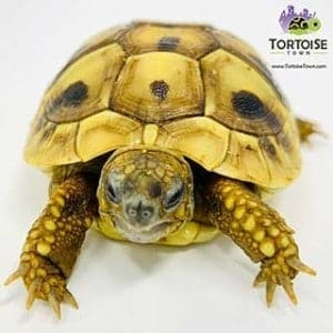 Hermann's tortoises for sale