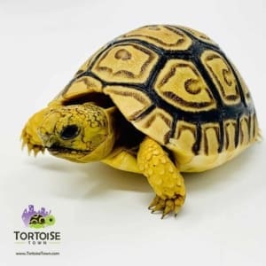 baby leopard tortoise