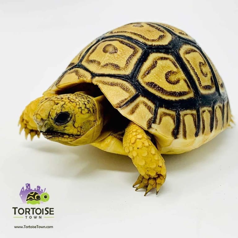leopard tortoise for sale online | baby leopard tortoises for sale