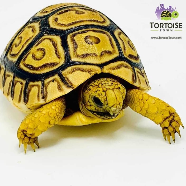 leopard tortoise for sale online baby leopard tortoises for sale