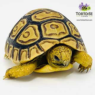 leopard tortoise