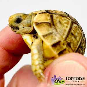 pet tortoise for sale