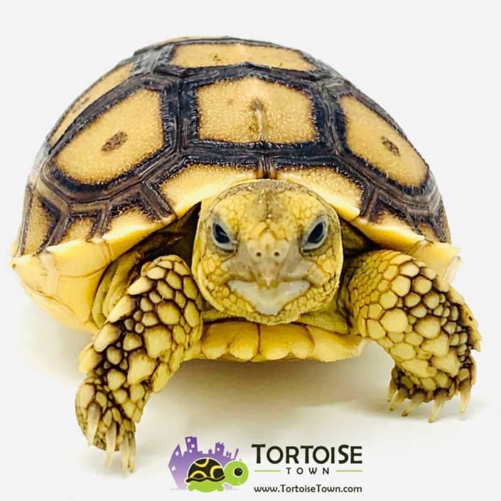 Sulcata tortoise temperature what is best temperature for Sulcata tortoise?