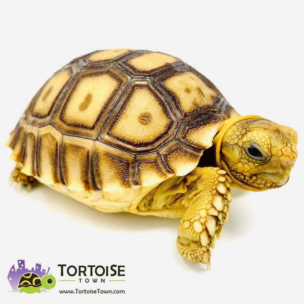 best uvb bulb for sulcata tortoise