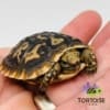 African pancake tortoise