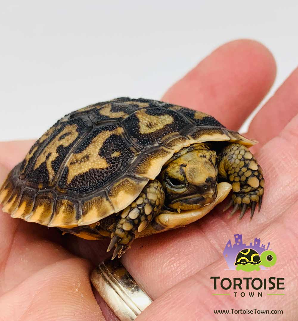 African pancake tortoise