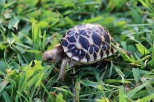 Burmese Star tortoise lighting