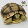 Greek tortoise for sale