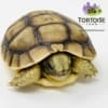 Moroccan Greek tortoise