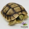 Moroccan Greek tortoise for sale