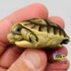 Moroccan Greek tortoise sale