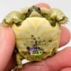 Moroccan Greek tortoises for sale