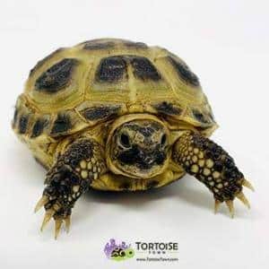 Russian tortoise humidity