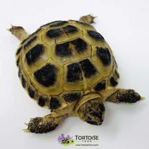 Russian tortoise lifespan