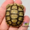 baby Greek tortoise