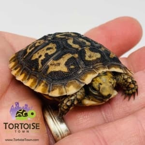 baby pancake tortoise