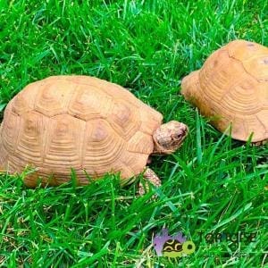 Greek tortoise diet