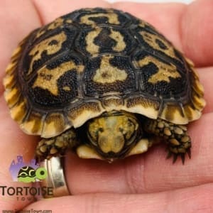 pancake tortoise