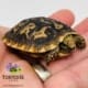 pancake tortoise for sale