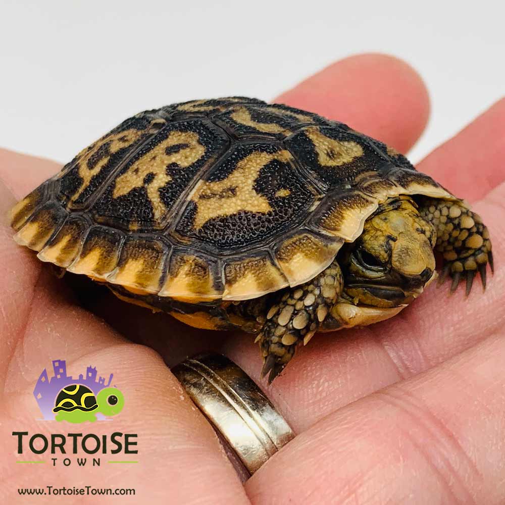 pancake tortoise breeders