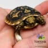 Pancake tortoise hatchling