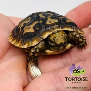 Pancake tortoise hatchling