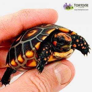 red footed tortoise lifespan