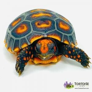 red footed tortoise temperature