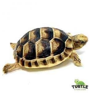 small tortoise species