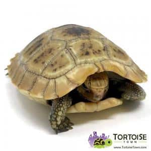 small tortoise