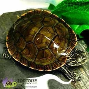 dwarf red eared slider